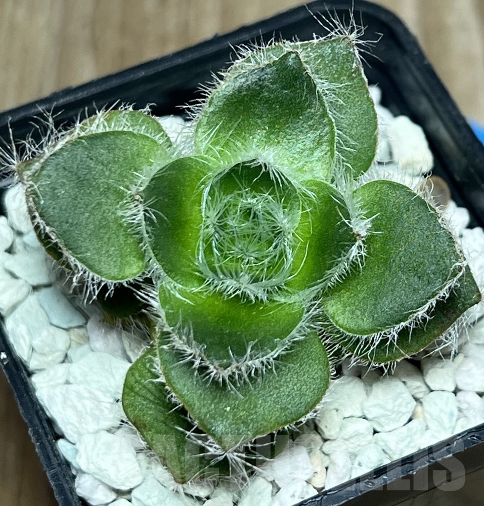 SHPR17201 Crassula barbata