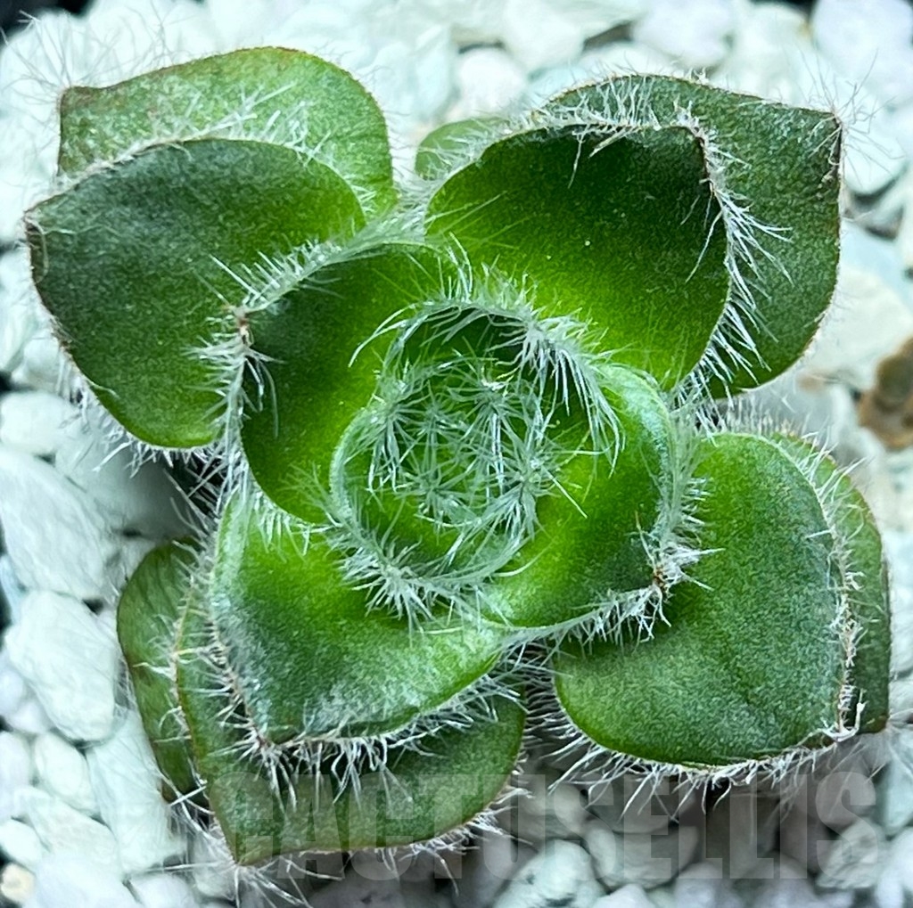 SHPR17201 Crassula barbata - Image 2