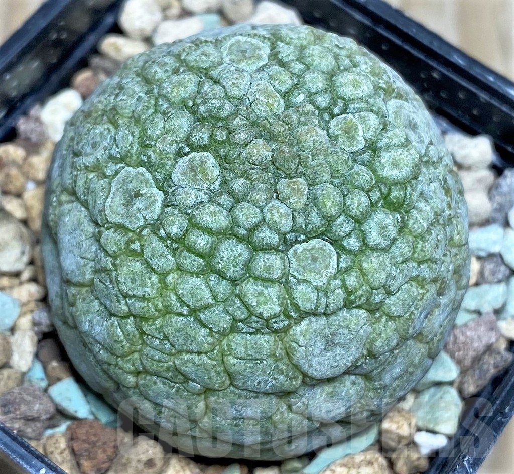SHPR17057 Pseudolithos migiurtinus