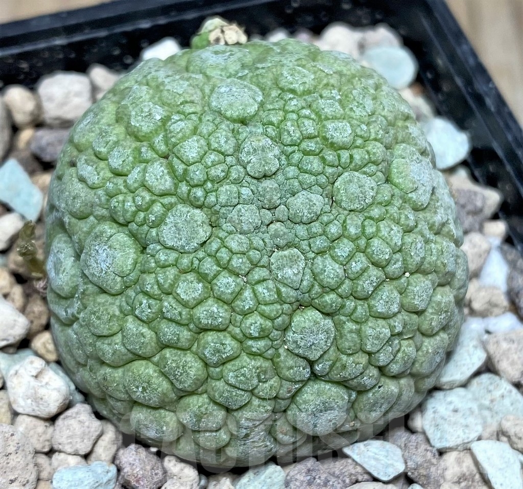 SHPR17058 Pseudolithos migiurtinus