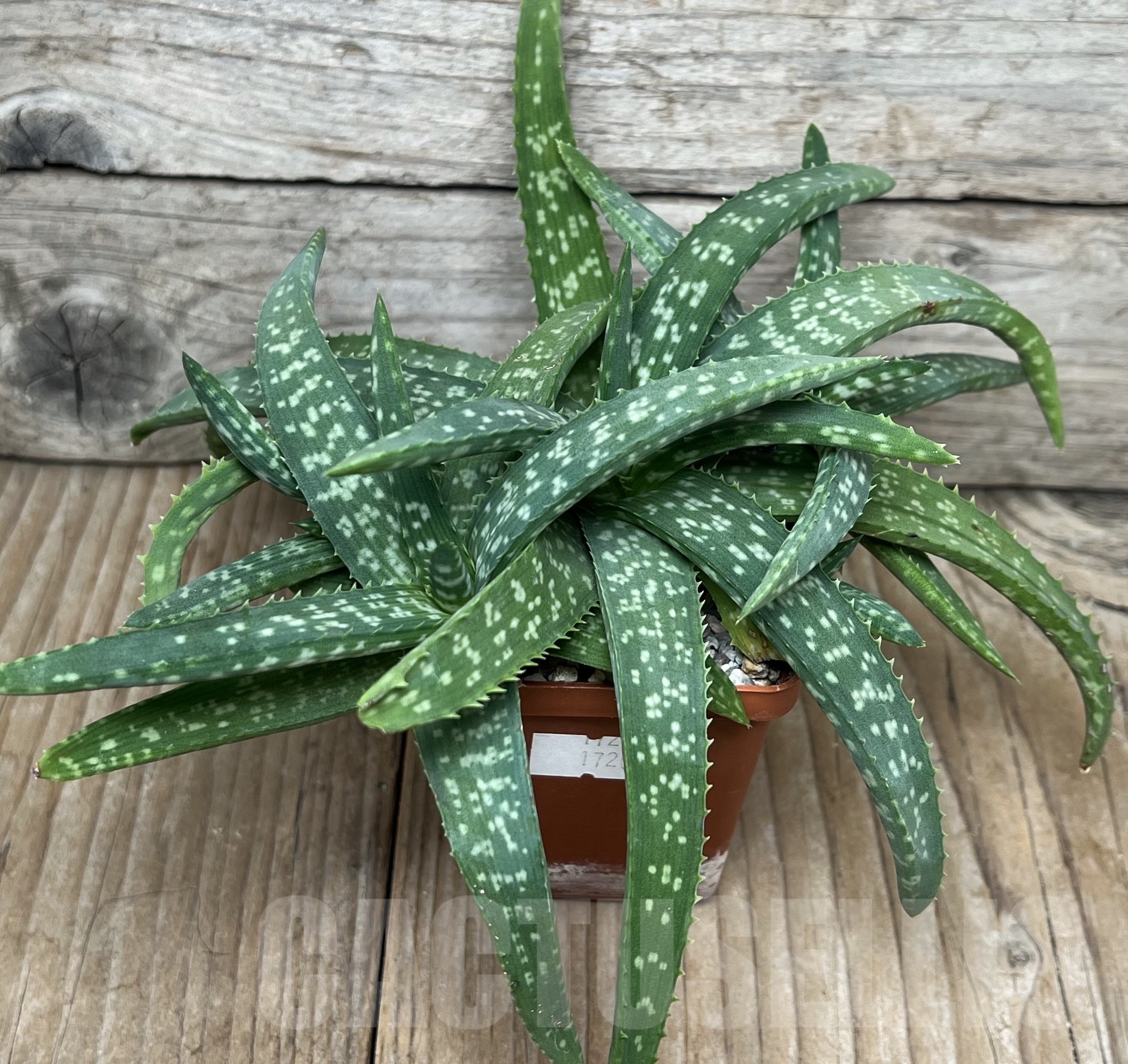 SHPR17203 Aloe jacksonii