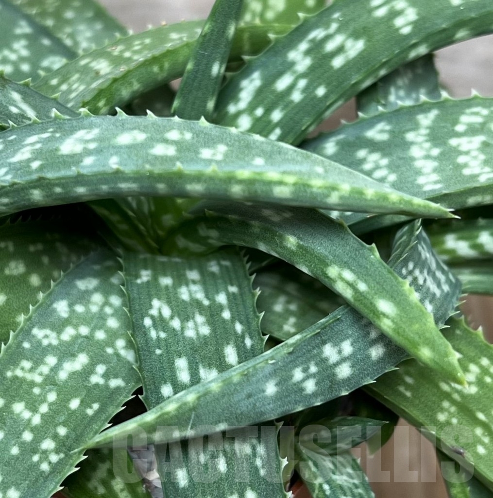 SHPR17203 Aloe jacksonii – Bild 2