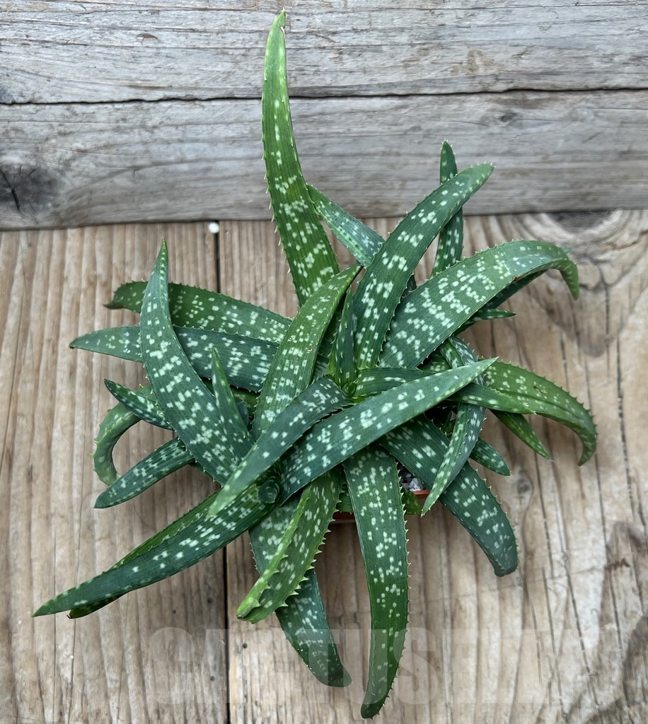 SHPR17203 Aloe jacksonii – Bild 3