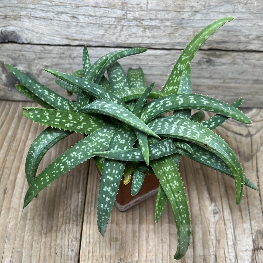 SHPR17203 Aloe jacksonii – Bild 4