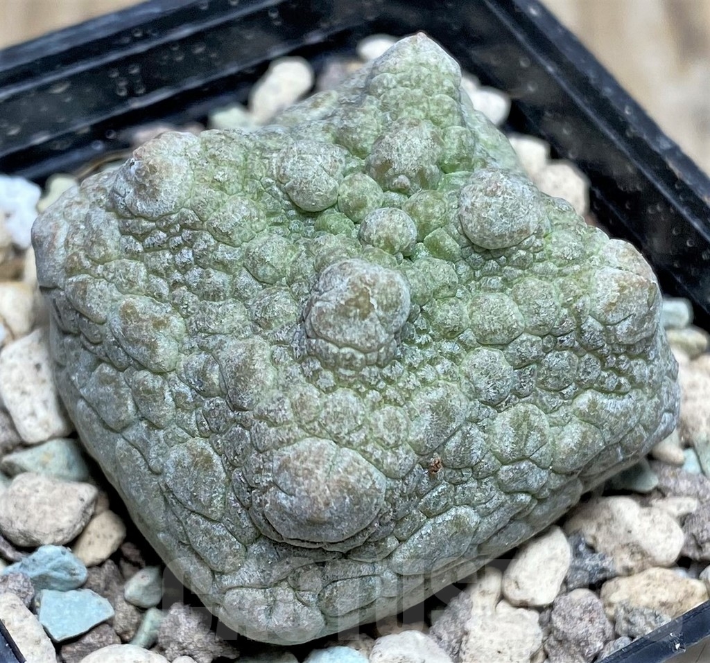 SHPR17062 Pseudolithos cubiformis
