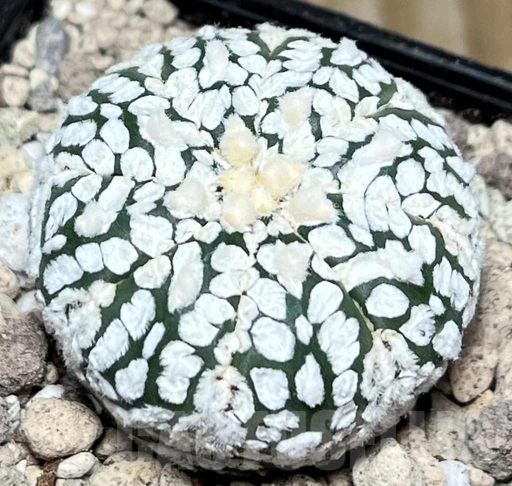 SHPR17206 Astrophytum asterias ‘Super Kabuto’ - Зображення 2