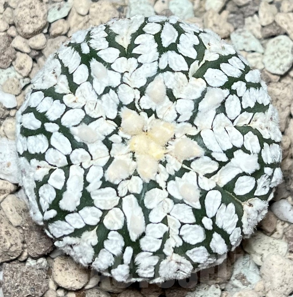 SHPR17206 Astrophytum asterias ‘Super Kabuto’