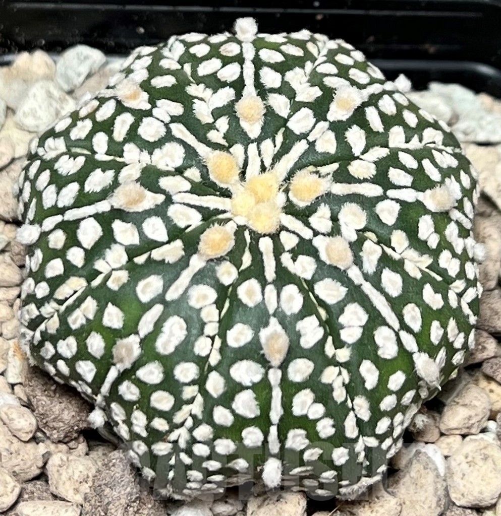 SHPR17208 Astrophytum asterias ‘Super Kabuto’ hybrid - Image 2