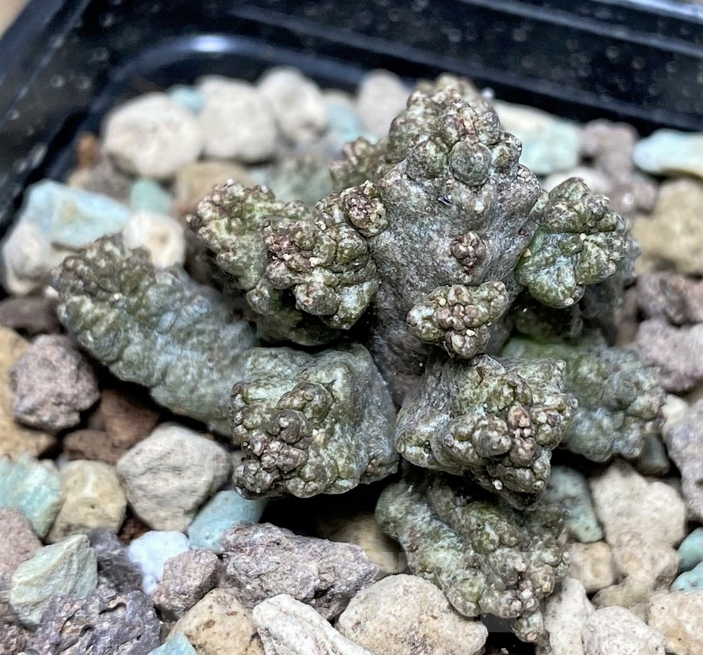 SHPR17065 Pseudolithos mccoyi - Imagen 2