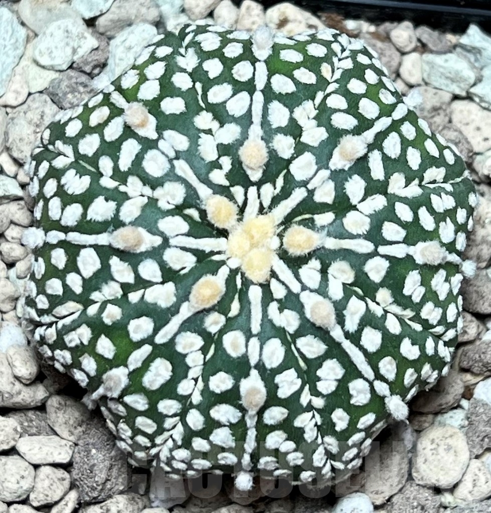 SHPR17208 Astrophytum asterias ‘Super Kabuto’ hybrid