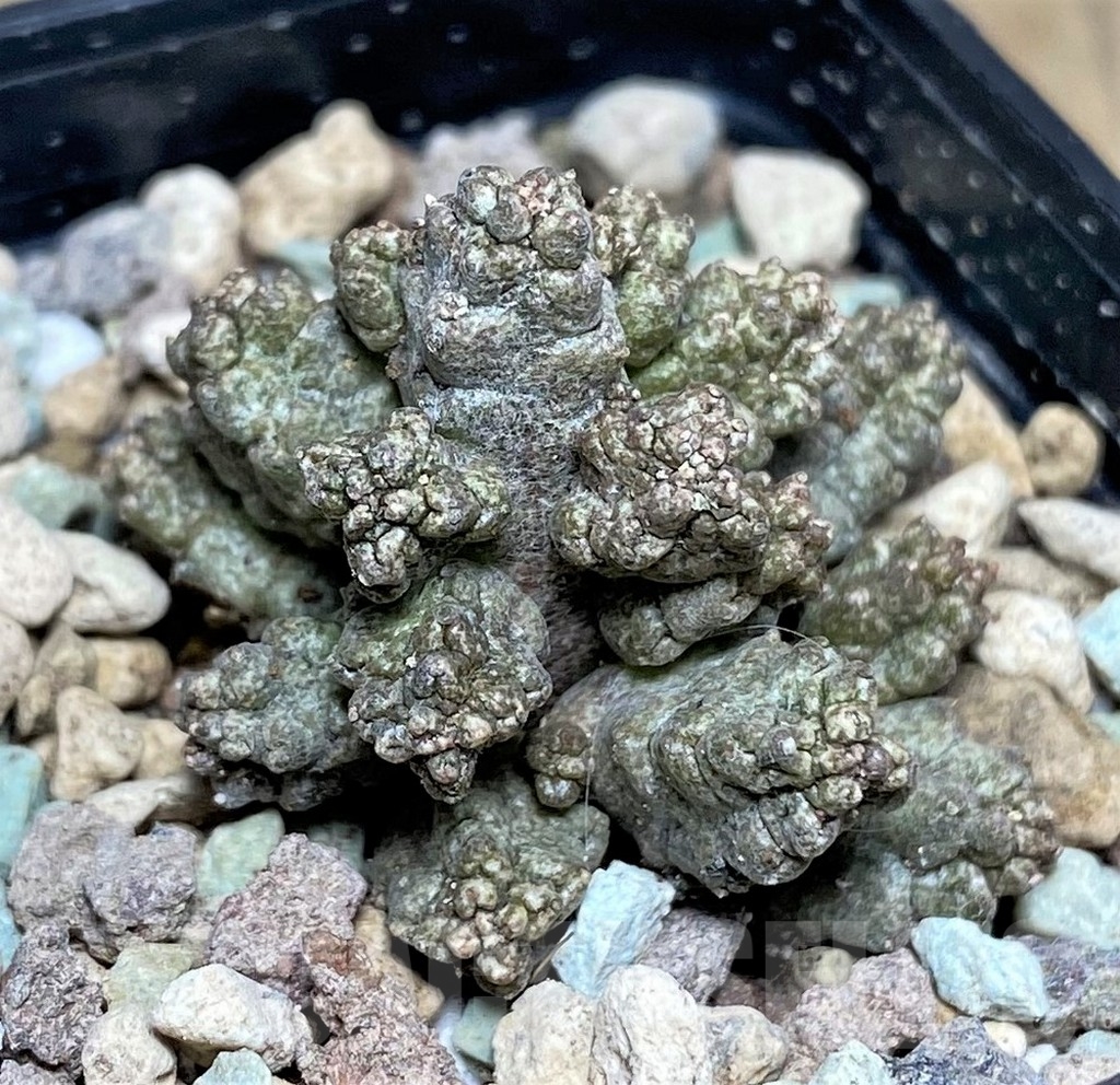 SHPR17065 Pseudolithos mccoyi