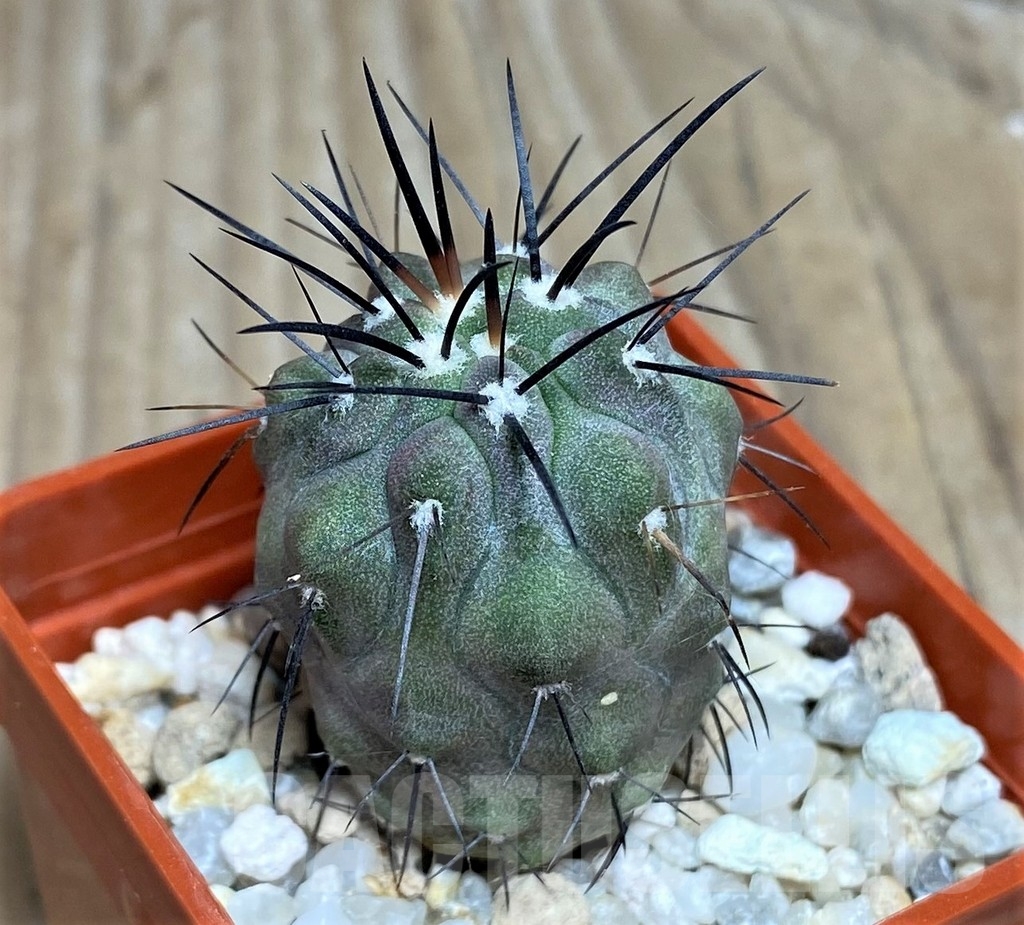 SHPR17048 Copiapoa dealbata
