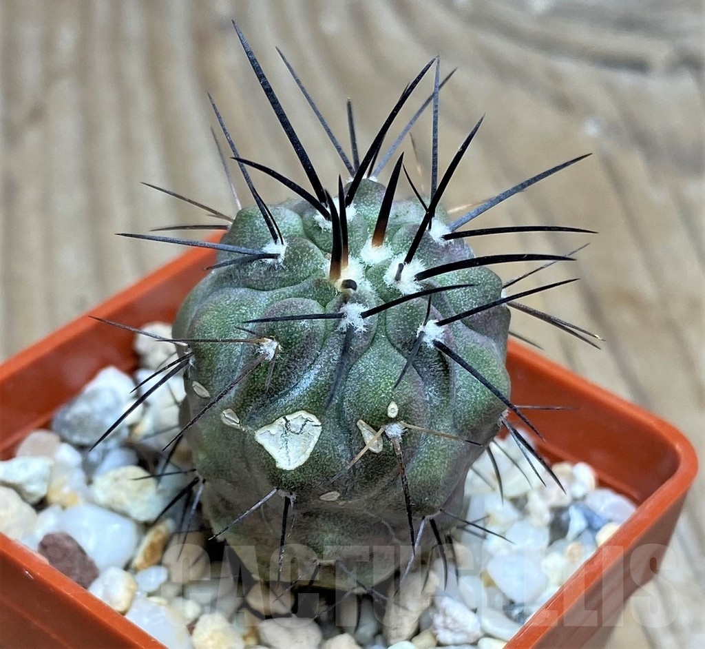 SHPR17048 Copiapoa dealbata - Obrázek 2
