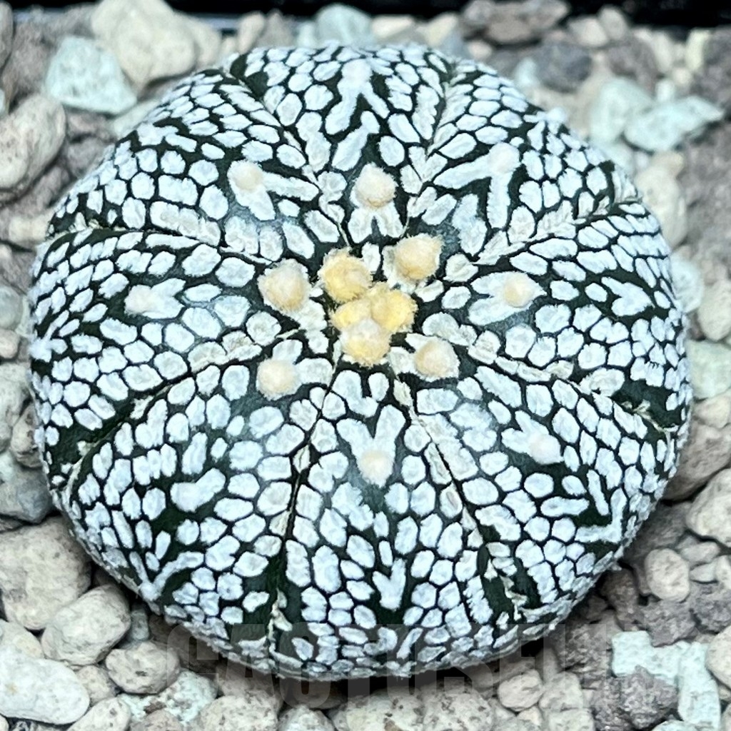 SHPR17215 Astrophytum asterias ‘Super Kabuto’ V-type - Image 2