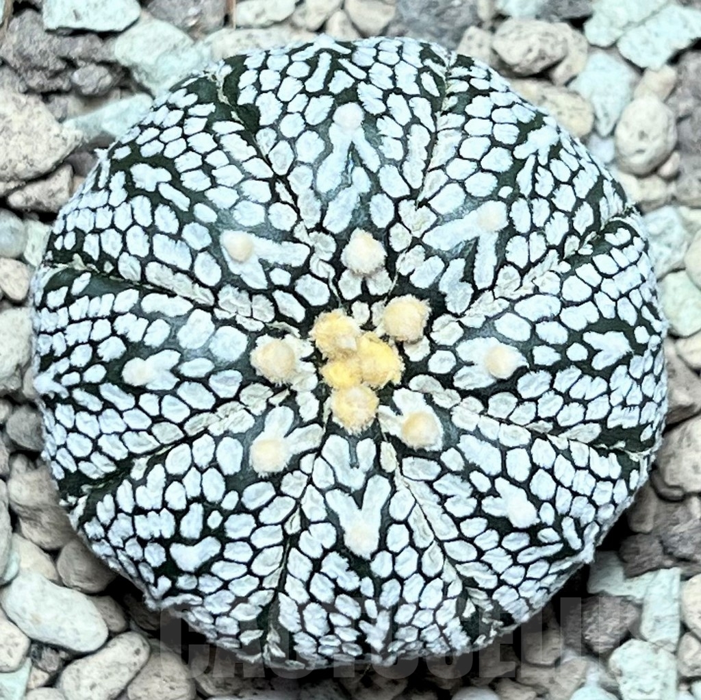 SHPR17215 Astrophytum asterias ‘Super Kabuto’ V-type