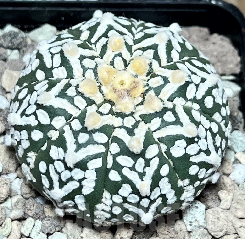SHPR17218 Astrophytum asterias ‘Super Kabuto’ V-type - Image 2