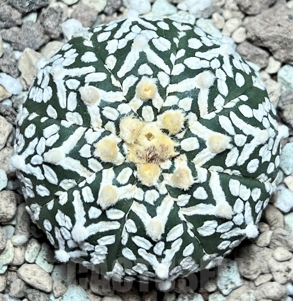 SHPR17218 Astrophytum asterias ‘Super Kabuto’ V-type