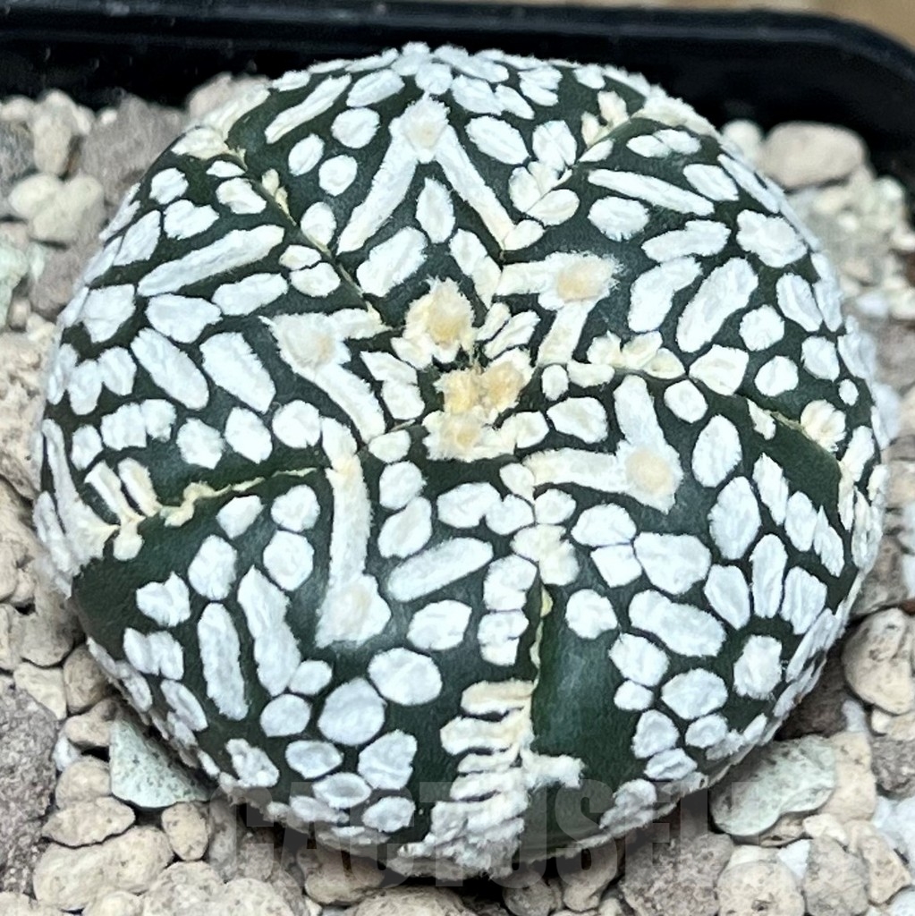 SHPR17220 Astrophytum asterias ‘Super Kabuto’ V-type - Зображення 2