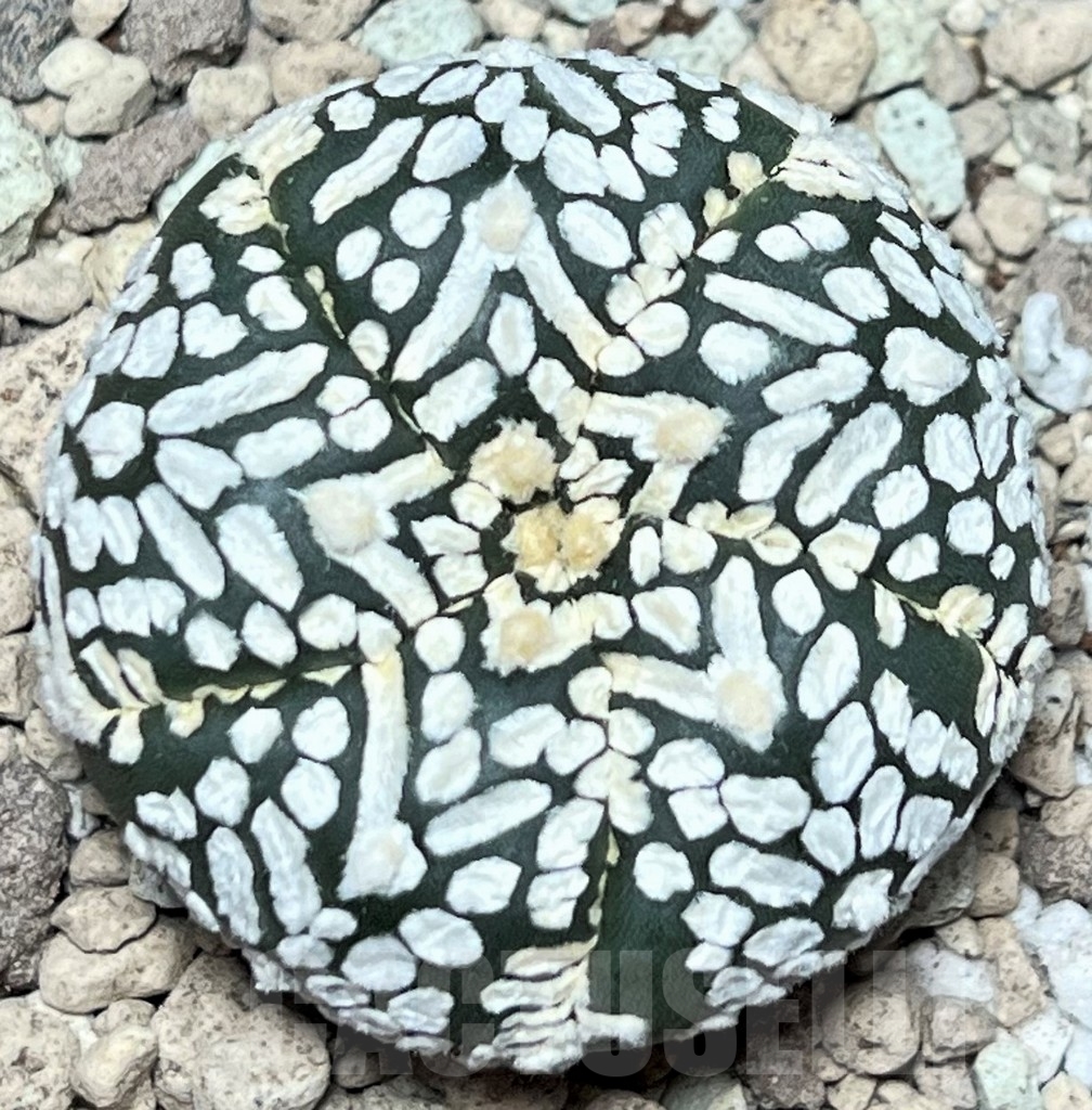 SHPR17220 Astrophytum asterias ‘Super Kabuto’ V-type