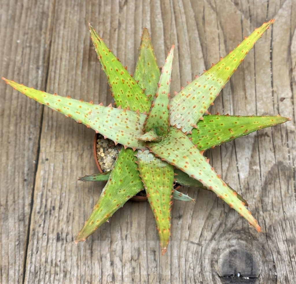 SHPR17106 Aloe castilloniae hybrid - Image 2