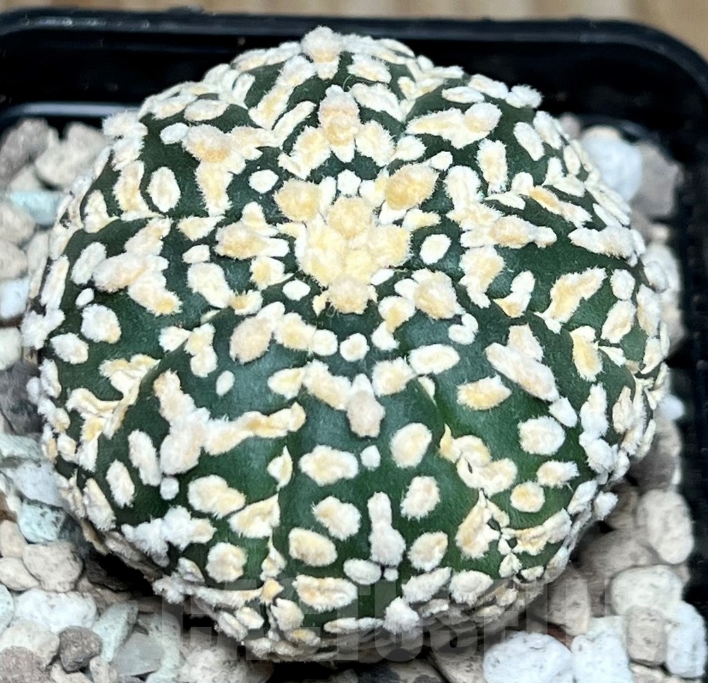 SHPR17222 Astrophytum asterias ‘Super Kabuto’ hybrid - Image 2