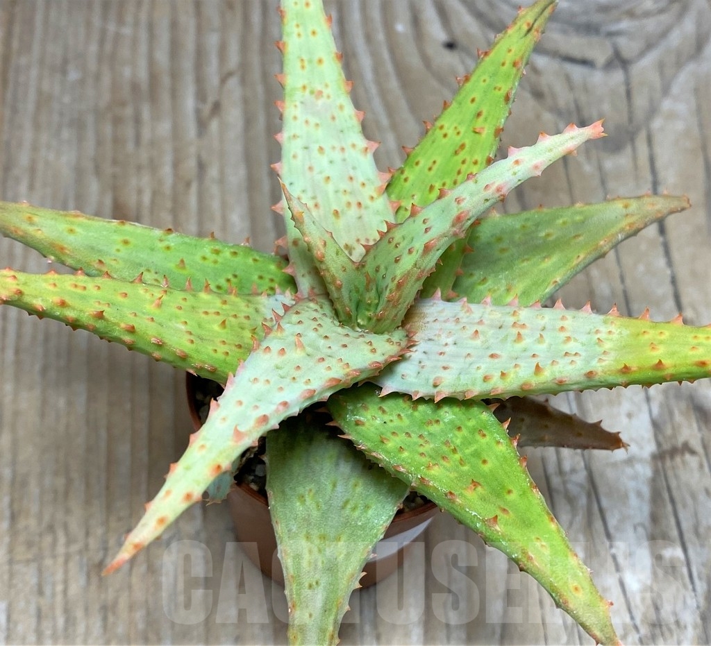 SHPR17106 Aloe castilloniae hybrid