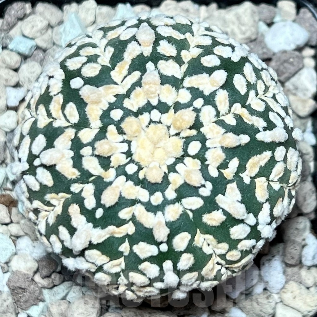 SHPR17222 Astrophytum asterias ‘Super Kabuto’ hybrid