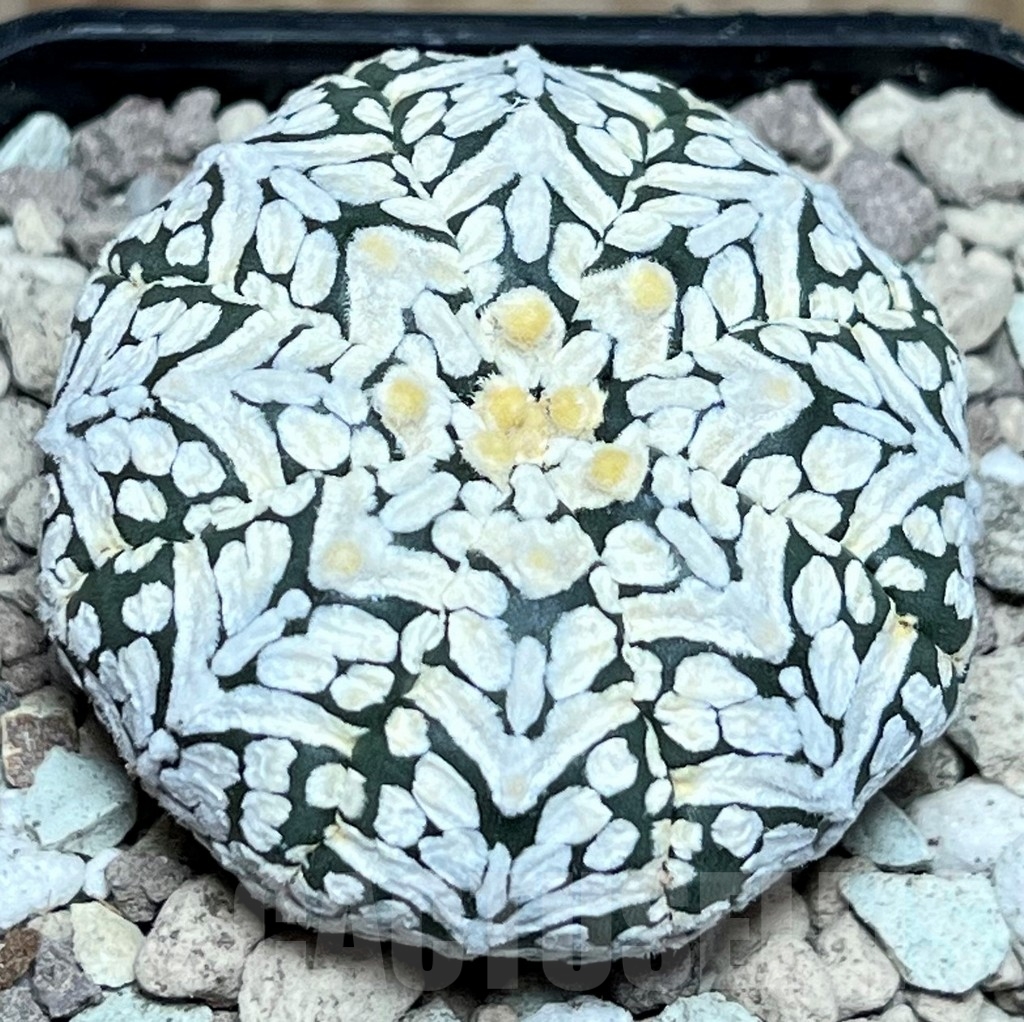 SHPR17223 Astrophytum asterias ‘Super Kabuto’ V-type - Зображення 2