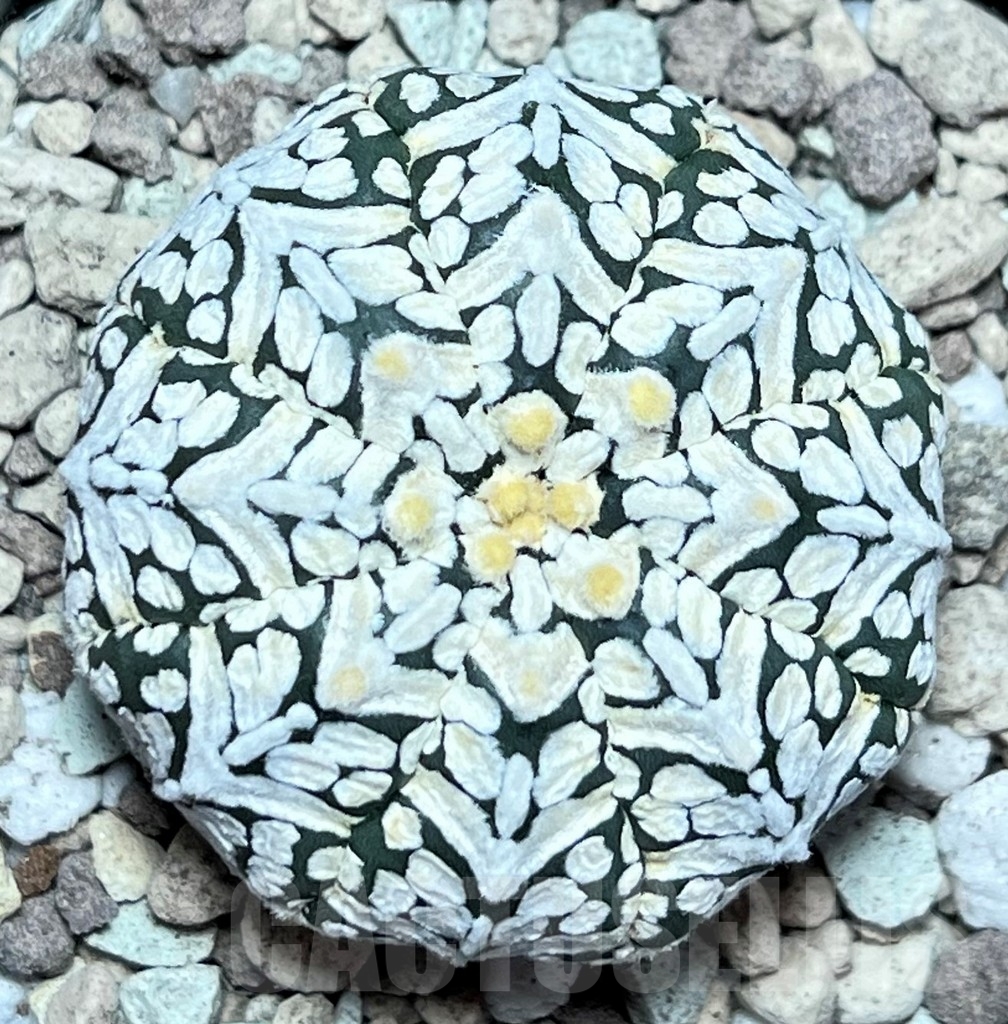 SHPR17223 Astrophytum asterias ‘Super Kabuto’ V-type