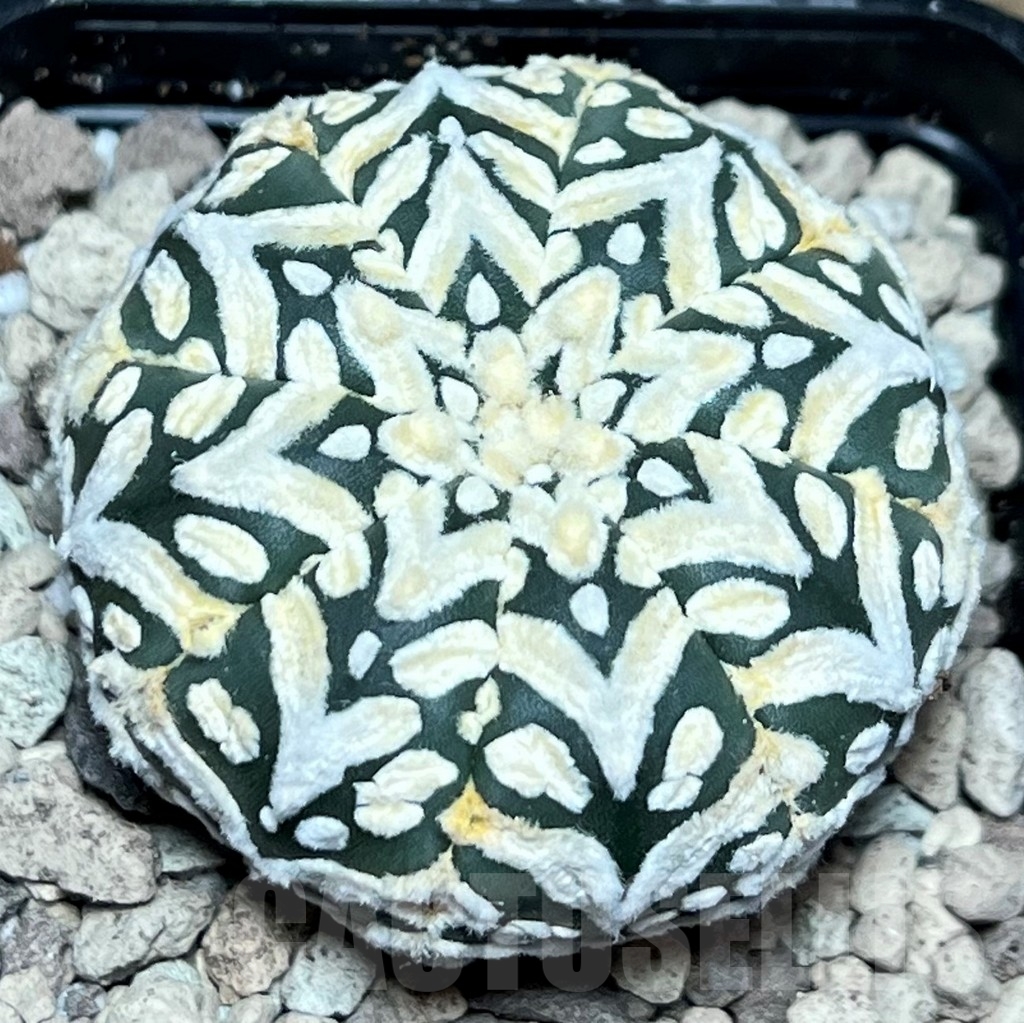 SHPR17225 Astrophytum asterias ‘Super Kabuto’ V-type - Зображення 2