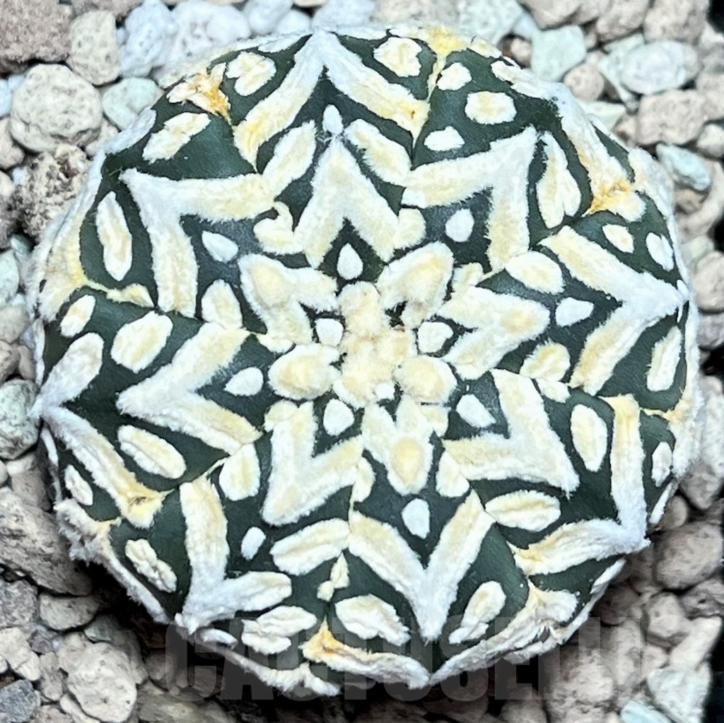 SHPR17225 Astrophytum asterias ‘Super Kabuto’ V-type