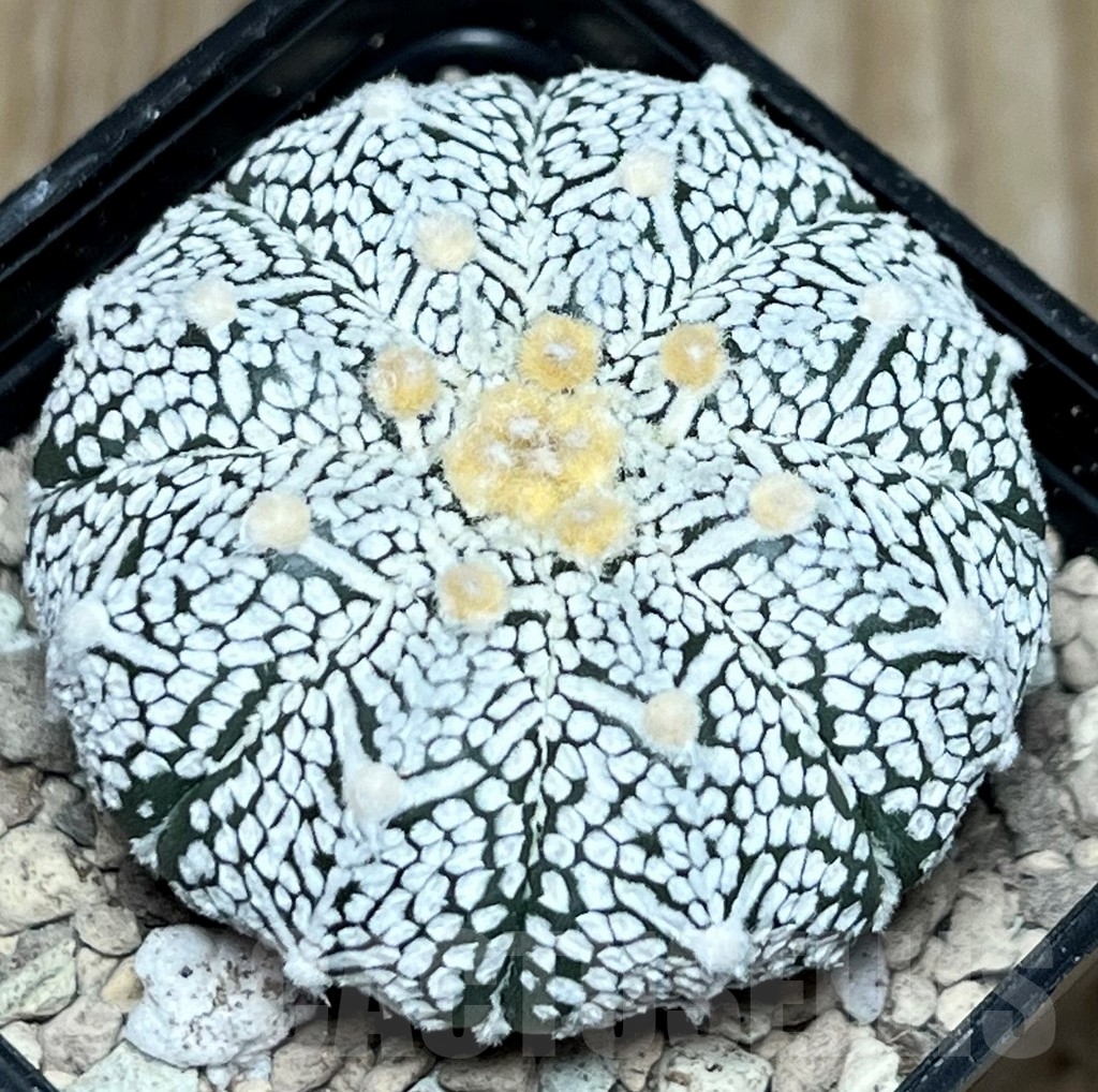 SHPR17226 Astrophytum asterias ‘Super Kabuto’ V-type - Зображення 2