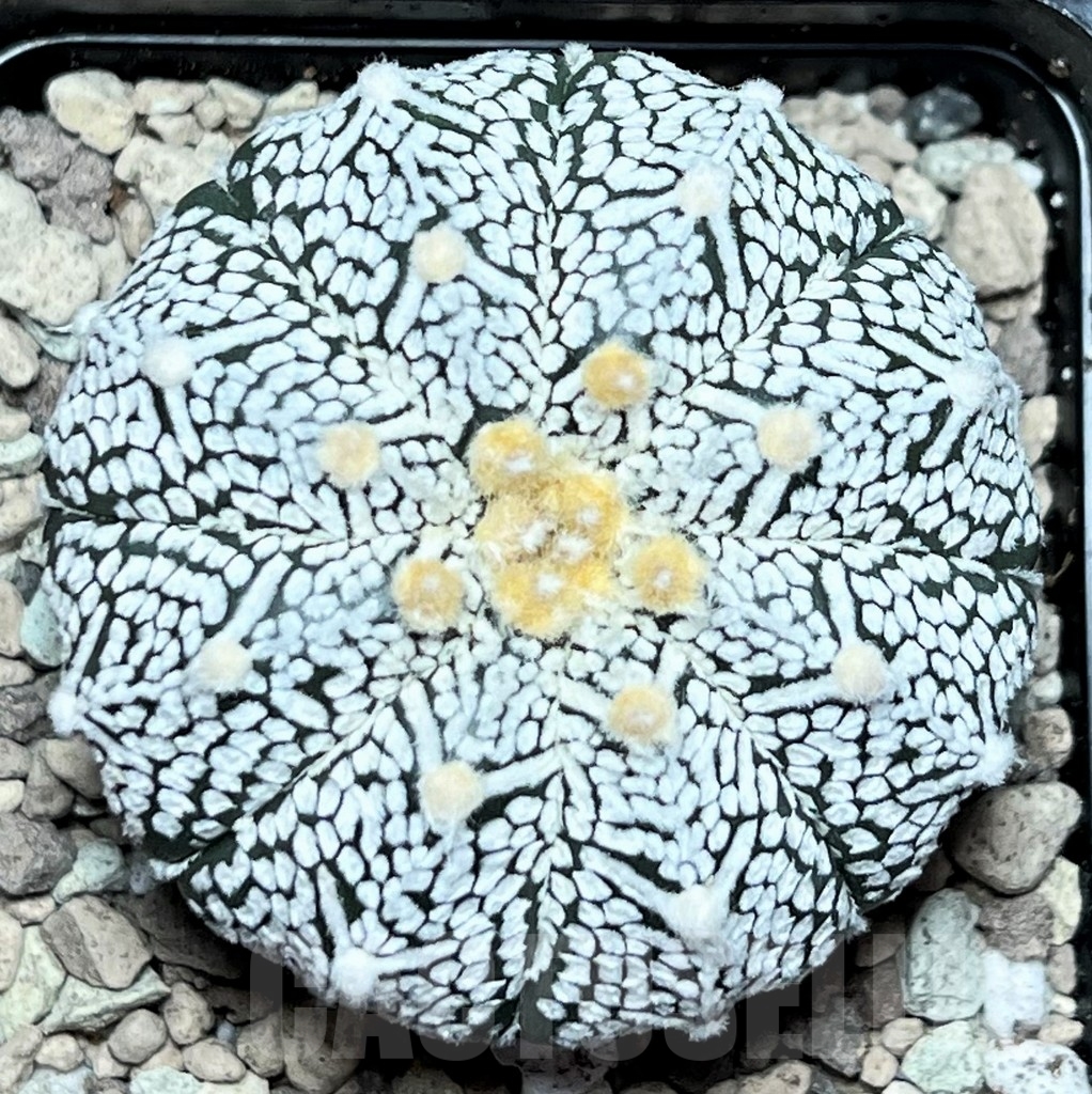 SHPR17226 Astrophytum asterias ‘Super Kabuto’ V-type