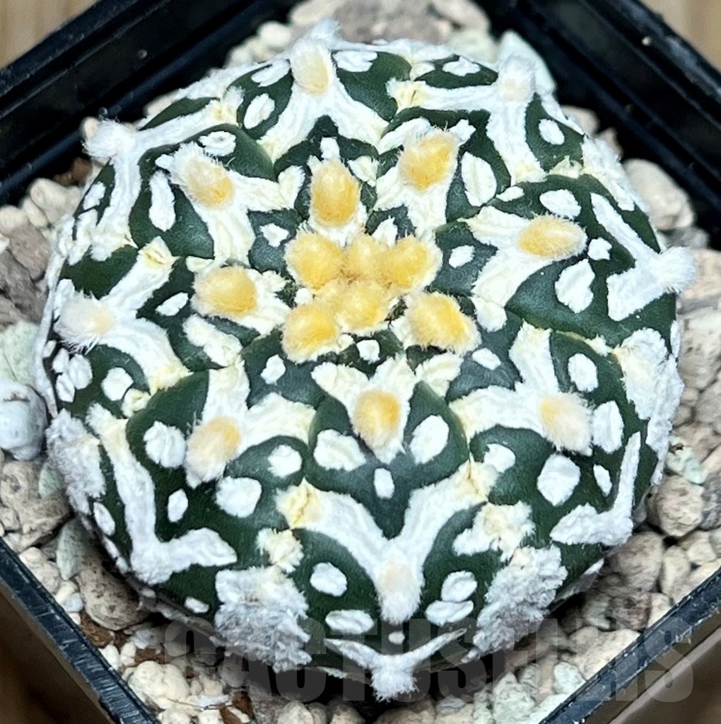 SHPR17227 Astrophytum asterias ‘Super Kabuto’ V-type - Зображення 2