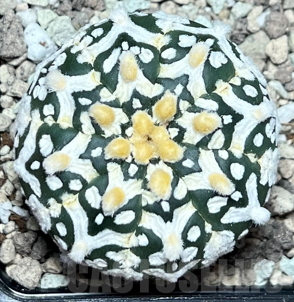 SHPR17227 Astrophytum asterias ‘Super Kabuto’ V-type