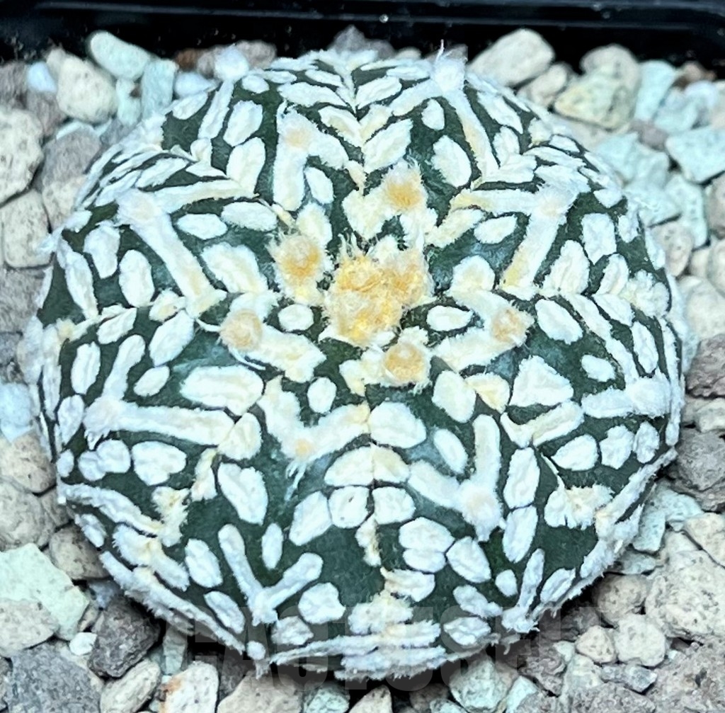 SHPR17228 Astrophytum asterias ‘Super Kabuto’ V-type - Image 2
