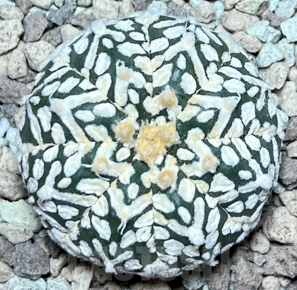 SHPR17228 Astrophytum asterias ‘Super Kabuto’ V-type