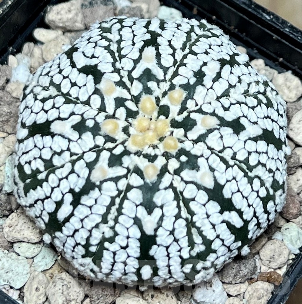 SHPR17229 Astrophytum asterias ‘Super Kabuto’ V-type - Image 2