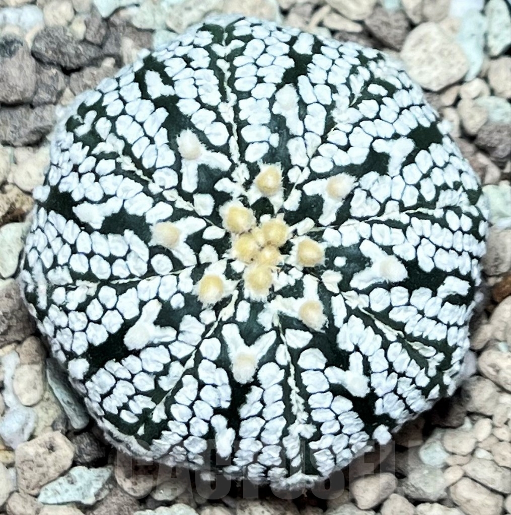 SHPR17229 Astrophytum asterias ‘Super Kabuto’ V-type