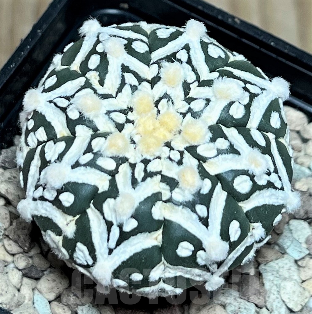 SHPR17230 Astrophytum asterias ‘Super Kabuto’ V-type - Image 2