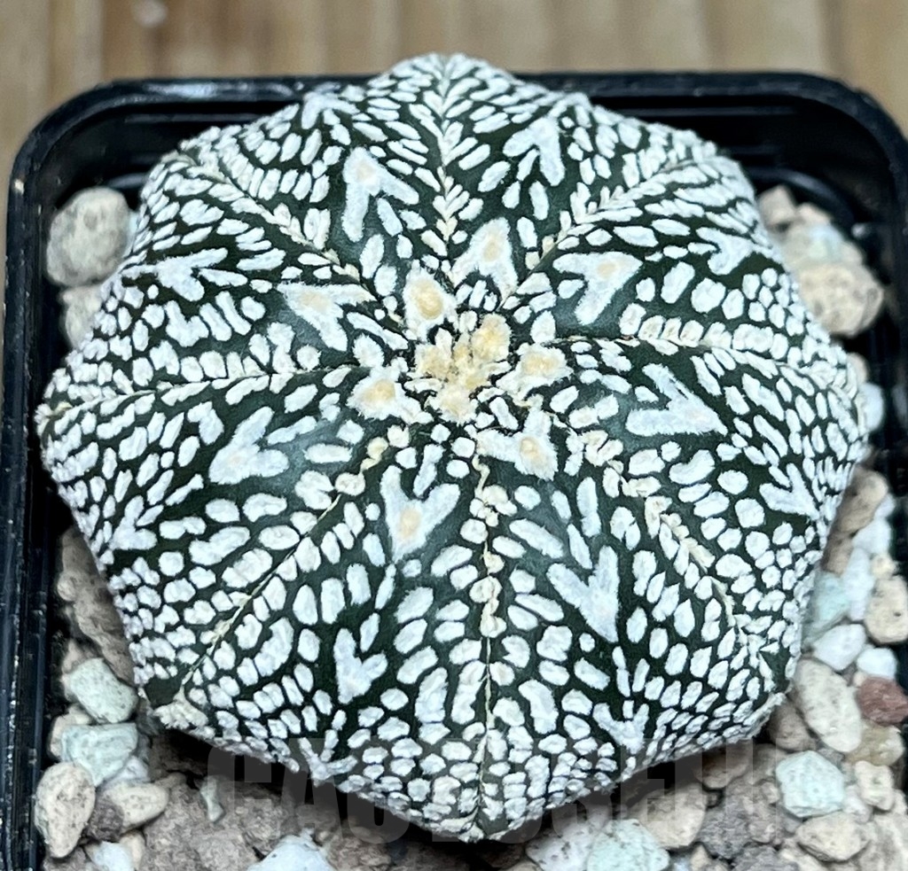 SHPR17232 Astrophytum asterias ‘Super Kabuto’ V-type - Image 2