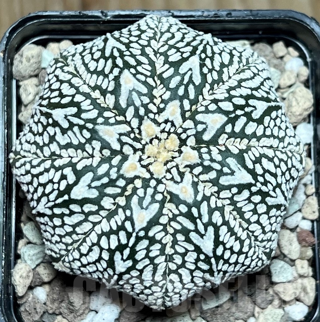 SHPR17232 Astrophytum asterias ‘Super Kabuto’ V-type