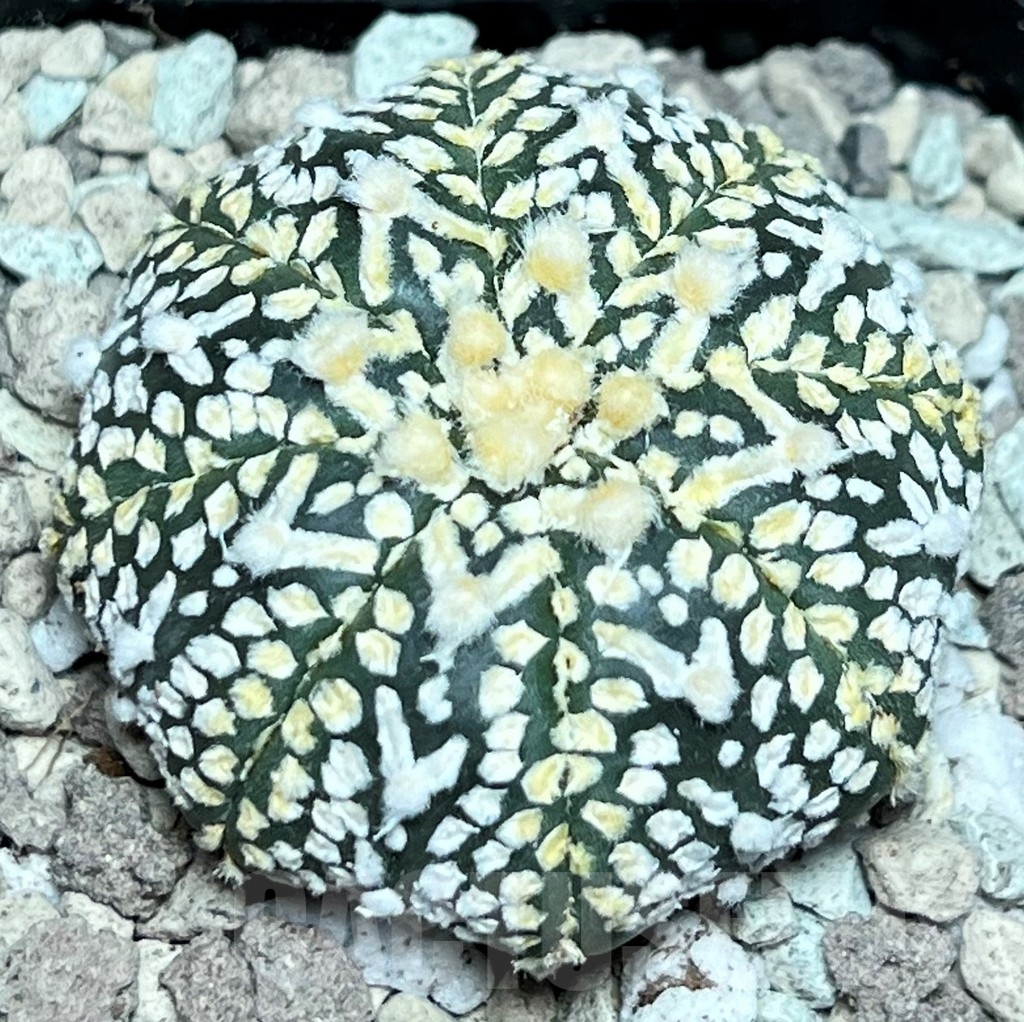 SHPR17233 Astrophytum asterias ‘Super Kabuto’ V-type – Image 2