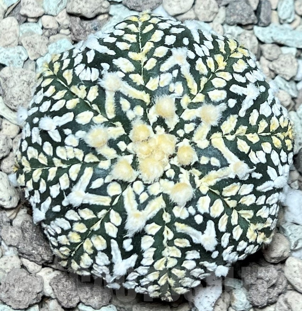 SHPR17233 Astrophytum asterias ‘Super Kabuto’ V-type