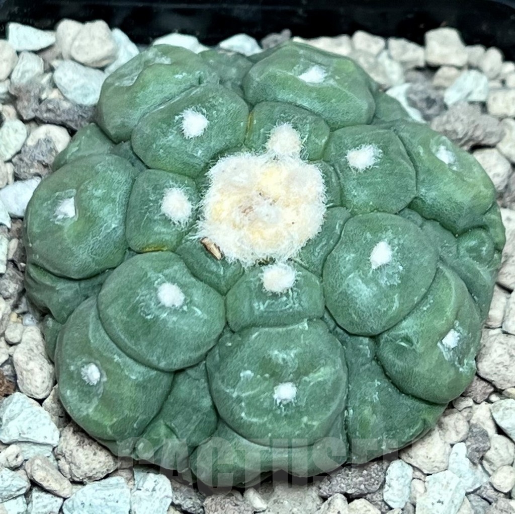 SHPR17234 Astrophytum asterias 'Kikko'