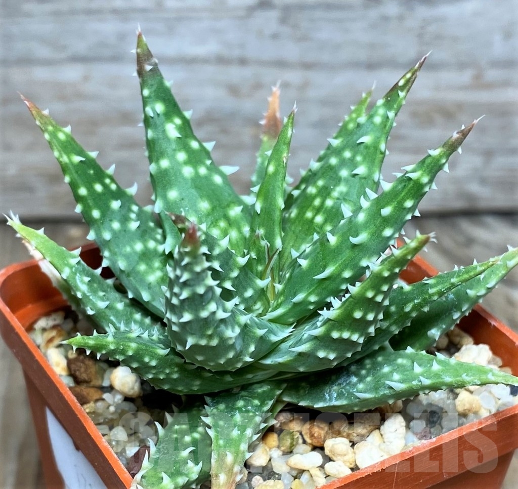 SHPR17113 Aloe humilis hybrid - Obrázek 2