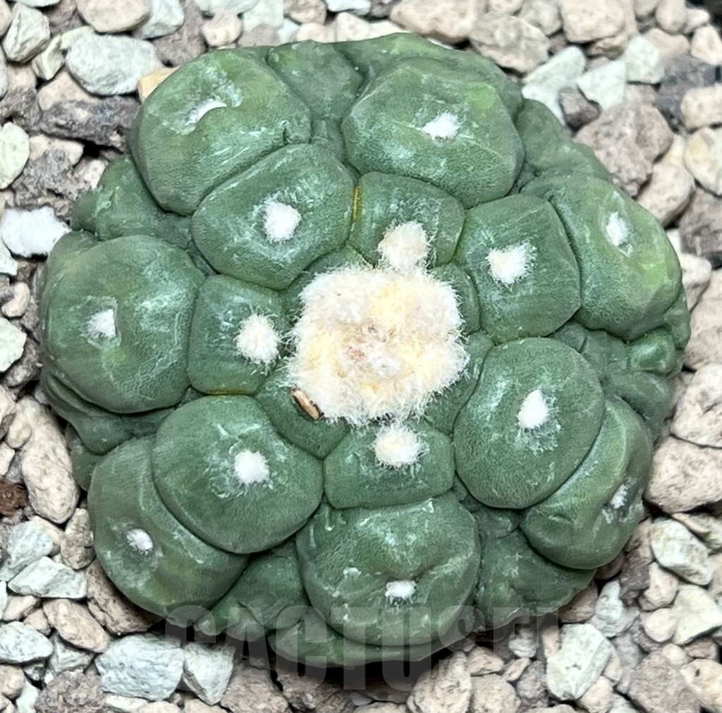 SHPR17234 Astrophytum asterias 'Kikko' - Image 2