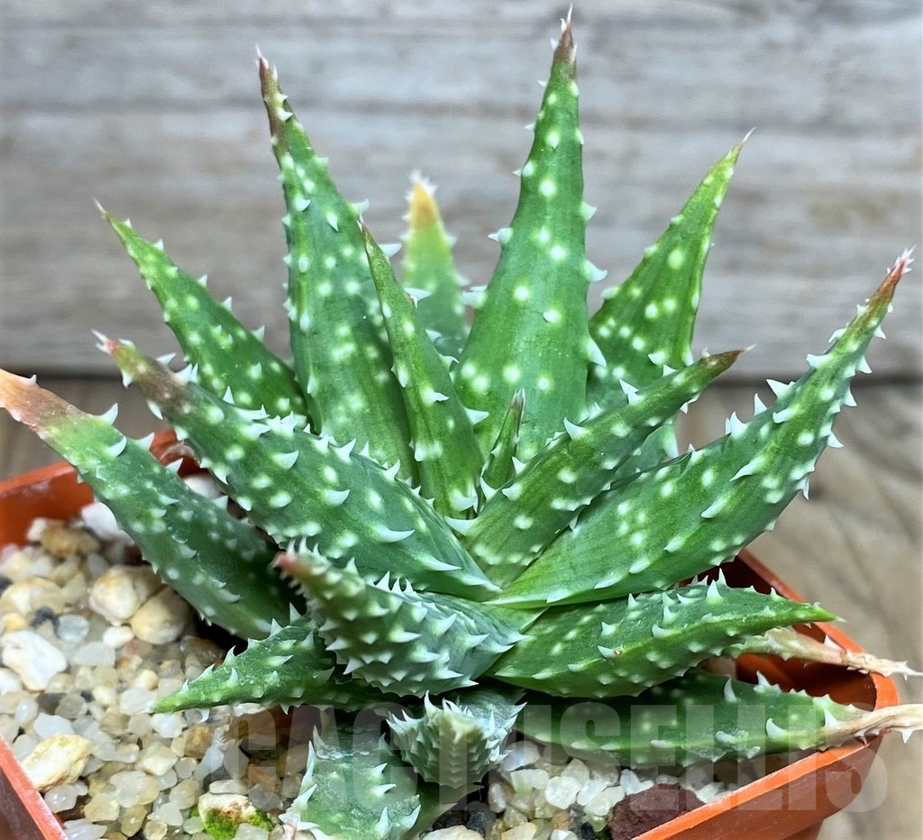 SHPR17113 Aloe humilis hybrid
