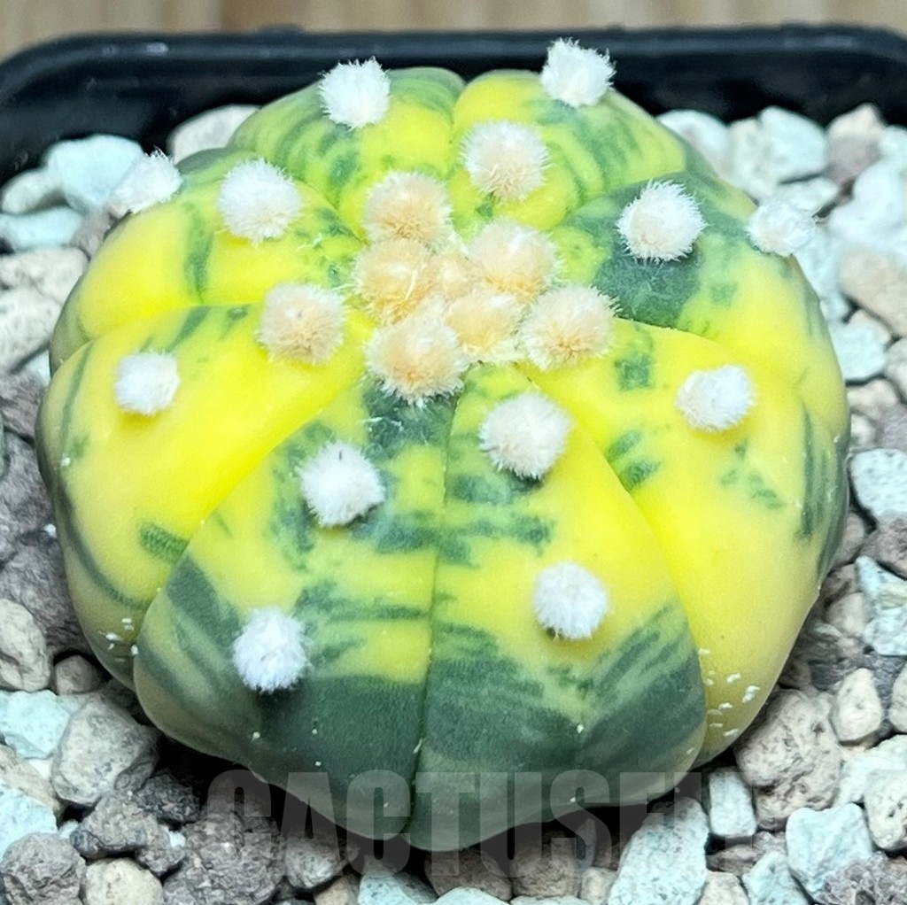 SHPR17235 Astrophytum asterias 'Oibo' f. variegata - Image 2