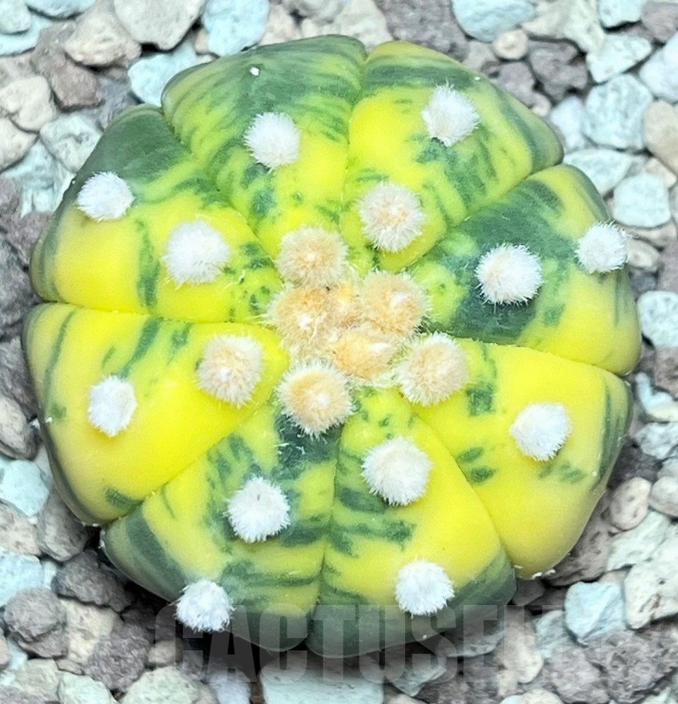 SHPR17235 Astrophytum asterias 'Oibo' f. variegata